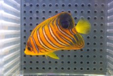 画像1: 【海水魚・ヤッコ】【通販】人工飼料OK♪【モルディブ産】インドニシキヤッコ（S)(個体販売）（±6.5cm）No.7（生体）(海水魚) (1)