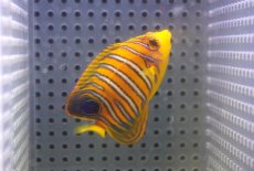 画像2: 【海水魚・ヤッコ】【通販】人工飼料OK♪【モルディブ産】インドニシキヤッコ（S)(個体販売）（±6.5cm）No.7（生体）(海水魚) (2)