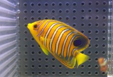 画像1: 【海水魚・ヤッコ】【通販】状態良好♪【モルディブ産】インドニシキヤッコ（S)(個体販売）（±6.5cm）No.8（生体）(海水魚) (1)