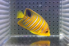画像2: 【海水魚・ヤッコ】【通販】状態良好♪【モルディブ産】インドニシキヤッコ（S)(個体販売）（±6.5cm）No.8（生体）(海水魚) (2)