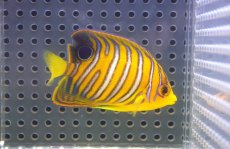 画像1: 【海水魚・ヤッコ】【通販】状態良好♪【モルディブ産】インドニシキヤッコ（S)(個体販売）（±6.5cm）No.9（生体）(海水魚) (1)