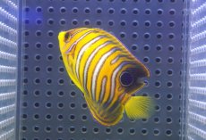 画像2: 【海水魚・ヤッコ】【通販】状態良好♪【モルディブ産】インドニシキヤッコ（S)(個体販売）（±6.5cm）No.9（生体）(海水魚) (2)