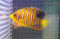 画像1: 【海水魚・ヤッコ】【通販】状態良好♪【モルディブ産】インドニシキヤッコ（S)(個体販売）（±6.5cm）No.10（生体）(海水魚) (1)