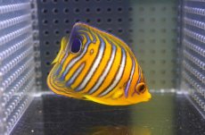 画像2: 【海水魚・ヤッコ】【通販】状態良好♪【モルディブ産】インドニシキヤッコ（S)(個体販売）（±6.5cm）No.10（生体）(海水魚) (2)
