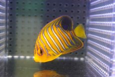 画像1: 【海水魚・ヤッコ】【通販】状態良好♪【モルディブ産】インドニシキヤッコ（S)(個体販売）（±6.5cm）No.11（生体）(海水魚) (1)