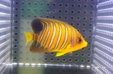画像2: 【海水魚・ヤッコ】【通販】状態良好♪【モルディブ産】インドニシキヤッコ（S)(個体販売）（±6.5cm）No.11（生体）(海水魚) (2)