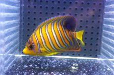画像1: 【海水魚・ヤッコ】【通販】状態良好♪【モルディブ産】インドニシキヤッコ（S)(個体販売）（±6.5cm）No.12（生体）(海水魚) (1)