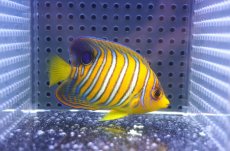 画像2: 【海水魚・ヤッコ】【通販】状態良好♪【モルディブ産】インドニシキヤッコ（S)(個体販売）（±6.5cm）No.12（生体）(海水魚) (2)
