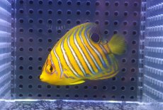 画像1: 【海水魚・ヤッコ】【通販】人工飼料OK♪【モルディブ産】インドニシキヤッコ（SM）(個体販売）（±7cm）No.13（生体）(海水魚) (1)