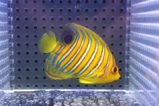 画像2: 【海水魚・ヤッコ】【通販】人工飼料OK♪【モルディブ産】インドニシキヤッコ（SM）(個体販売）（±7cm）No.13（生体）(海水魚) (2)