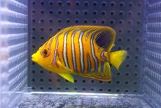 画像1: 【海水魚・ヤッコ】【通販】状態良好♪【モルディブ産】インドニシキヤッコ（S)(個体販売）（±6.5cm）No.14（生体）(海水魚) (1)