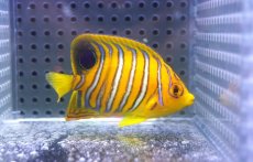 画像2: 【海水魚・ヤッコ】【通販】状態良好♪【モルディブ産】インドニシキヤッコ（S)(個体販売）（±6.5cm）No.14（生体）(海水魚) (2)