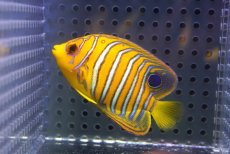画像1: 【海水魚・ヤッコ】【通販】人工飼料OK♪【モルディブ産】インドニシキヤッコ（S)(個体販売）（±6.5cm）No.15（生体）(海水魚) (1)