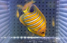 画像2: 【海水魚・ヤッコ】【通販】人工飼料OK♪【モルディブ産】インドニシキヤッコ（S)(個体販売）（±6.5cm）No.15（生体）(海水魚) (2)