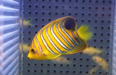 画像1: 【海水魚・ヤッコ】【通販】人工飼料OK♪【モルディブ産】インドニシキヤッコ（S)(個体販売）（±6.5cm）No.16（生体）(海水魚) (1)