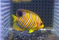 画像2: 【海水魚・ヤッコ】【通販】人工飼料OK♪【モルディブ産】インドニシキヤッコ（S)(個体販売）（±6.5cm）No.16（生体）(海水魚) (2)