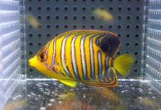 画像1: 【海水魚・ヤッコ】【通販】状態良好♪【モルディブ産】インドニシキヤッコ（SM)(個体販売）（±7cm）No.17（生体）(海水魚) (1)