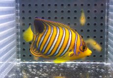 画像2: 【海水魚・ヤッコ】【通販】状態良好♪【モルディブ産】インドニシキヤッコ（SM)(個体販売）（±7cm）No.17（生体）(海水魚) (2)