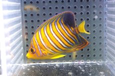 画像1: 【海水魚・ヤッコ】【通販】状態良好♪【モルディブ産】インドニシキヤッコ（SM)(個体販売）（±7cm）No.18（生体）(海水魚) (1)