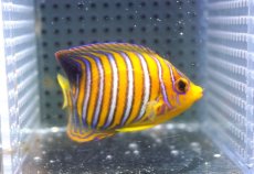 画像2: 【海水魚・ヤッコ】【通販】状態良好♪【モルディブ産】インドニシキヤッコ（SM)(個体販売）（±7cm）No.18（生体）(海水魚) (2)