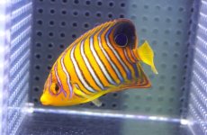 画像1: 【海水魚・ヤッコ】【通販】人工飼料OK♪【モルディブ産】インドニシキヤッコ（SM）(個体販売）（±7cm）No.19（生体）(海水魚) (1)