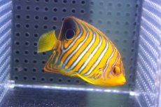 画像2: 【海水魚・ヤッコ】【通販】人工飼料OK♪【モルディブ産】インドニシキヤッコ（SM）(個体販売）（±7cm）No.19（生体）(海水魚) (2)