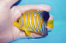 画像1: 【海水魚・ヤッコ】【通販】人工飼料OK♪【モルディブ産】インドニシキヤッコ（SM）(個体販売）（±9.5cm）No.20（生体）(海水魚) (1)