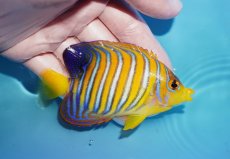 画像2: 【海水魚・ヤッコ】【通販】人工飼料OK♪【モルディブ産】インドニシキヤッコ（SM）(個体販売）（±9.5cm）No.20（生体）(海水魚) (2)