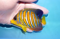 画像1: 【海水魚・ヤッコ】【通販】状態良好♪【モルディブ産】インドニシキヤッコ（M)(個体販売）（±10cm）No.21（生体）(海水魚) (1)