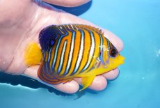 画像2: 【海水魚・ヤッコ】【通販】状態良好♪【モルディブ産】インドニシキヤッコ（M)(個体販売）（±10cm）No.21（生体）(海水魚) (2)