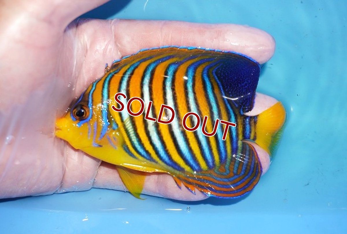 画像1: 【海水魚・ヤッコ】【通販】状態良好♪【モルディブ産】インドニシキヤッコ（M)(個体販売）（±11cm）No.23（生体）(海水魚) (1)
