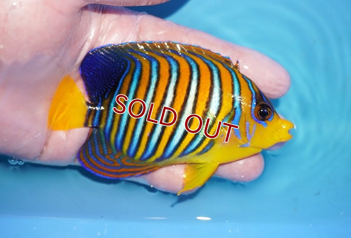 画像2: 【海水魚・ヤッコ】【通販】状態良好♪【モルディブ産】インドニシキヤッコ（M)(個体販売）（±11cm）No.23（生体）(海水魚) (2)