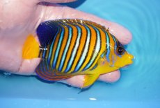 画像2: 【海水魚・ヤッコ】【通販】状態良好♪【モルディブ産】インドニシキヤッコ（M)(個体販売）（±11cm）No.23（生体）(海水魚) (2)