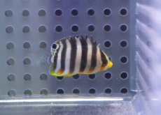 画像1: 【海水魚・ヤッコ】【通販】人工飼料OK♪シマヤッコ（XSサイズ）(個体販売）（±3cm）No.1（生体）(海水魚) (1)