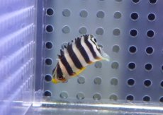 画像2: 【海水魚・ヤッコ】【通販】人工飼料OK♪シマヤッコ（XSサイズ）(個体販売）（±3cm）No.1（生体）(海水魚) (2)