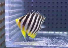 画像1: 【海水魚・ヤッコ】【通販】人工飼料OK♪シマヤッコ（Sサイズ）(個体販売）（±4.5cm）No.2（生体）(海水魚) (1)