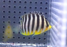 画像2: 【海水魚・ヤッコ】【通販】人工飼料OK♪シマヤッコ（Sサイズ）(個体販売）（±4.5cm）No.2（生体）(海水魚) (2)