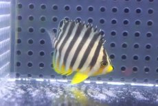 画像1: 【海水魚・ヤッコ】【通販】状態良好♪シマヤッコ（Sサイズ）(個体販売）（±4.5cm）No.3（生体）(海水魚) (1)