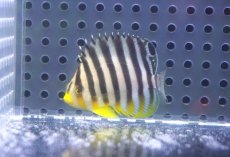 画像2: 【海水魚・ヤッコ】【通販】状態良好♪シマヤッコ（Sサイズ）(個体販売）（±4.5cm）No.3（生体）(海水魚) (2)