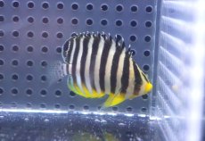 画像1: 【海水魚・ヤッコ】【通販】状態良好♪シマヤッコ（SMサイズ）(個体販売）（±5cm）No.4（生体）(海水魚) (1)