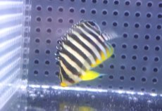 画像2: 【海水魚・ヤッコ】【通販】状態良好♪シマヤッコ（SMサイズ）(個体販売）（±5cm）No.4（生体）(海水魚) (2)