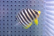 画像1: 【海水魚・ヤッコ】【通販】状態良好♪シマヤッコ（SMサイズ）(個体販売）（±5cm）No.5（生体）(海水魚) (1)