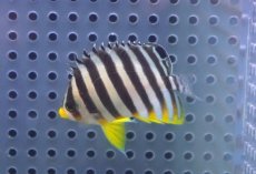 画像2: 【海水魚・ヤッコ】【通販】状態良好♪シマヤッコ（SMサイズ）(個体販売）（±5cm）No.5（生体）(海水魚) (2)