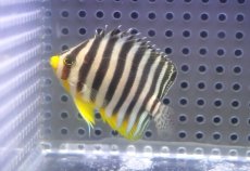 画像1: 【海水魚・ヤッコ】【通販】人工飼料OK♪シマヤッコ（SMサイズ)(個体販売）（±5.5cm）No.6（生体）(海水魚) (1)