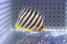画像2: 【海水魚・ヤッコ】【通販】人工飼料OK♪シマヤッコ（SMサイズ)(個体販売）（±5.5cm）No.6（生体）(海水魚) (2)