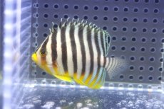 画像1: 【海水魚・ヤッコ】【通販】状態良好♪シマヤッコ（Mサイズ）(個体販売）（±6cm）No.7（生体）(海水魚) (1)