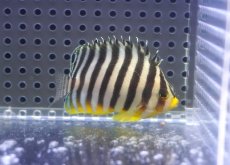 画像2: 【海水魚・ヤッコ】【通販】状態良好♪シマヤッコ（Mサイズ）(個体販売）（±6cm）No.7（生体）(海水魚) (2)