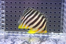 画像2: 【海水魚・ヤッコ】【通販】人工飼料OK♪シマヤッコ（SMサイズ)(個体販売）（±5.5cm）No.8（生体）(海水魚) (2)
