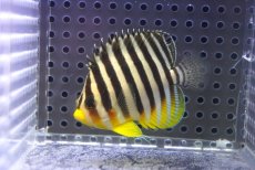 画像1: 【海水魚・ヤッコ】【通販】人工飼料OK♪シマヤッコ（Mサイズ）(個体販売）（±6cm）No.9（生体）(海水魚) (1)