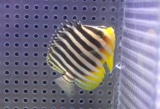 画像2: 【海水魚・ヤッコ】【通販】人工飼料OK♪シマヤッコ（Mサイズ）(個体販売）（±6cm）No.9（生体）(海水魚) (2)